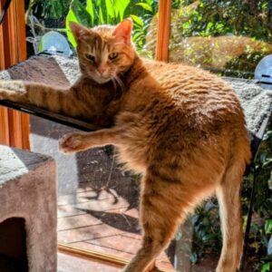 Profile photo of FIONA SARGEANT (viola)